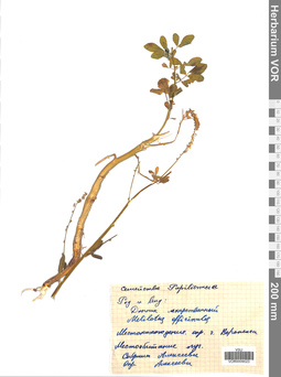 VOR 0009023