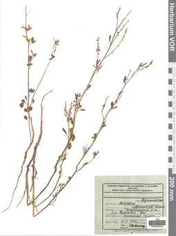 VOR 0009025