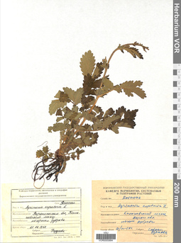 VOR 0005884