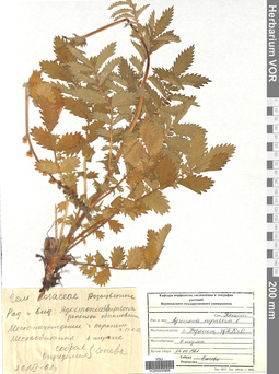 VOR 0005886
