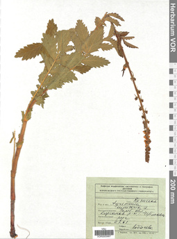 VOR 0005887