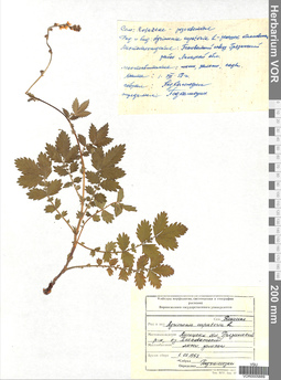 VOR 0005889