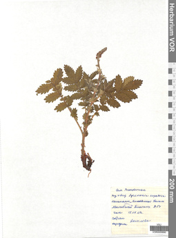 VOR 0005890