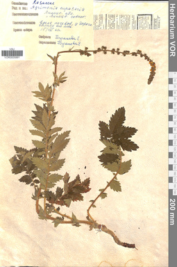 VOR 0005891