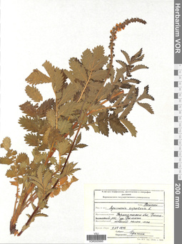 VOR 0005895
