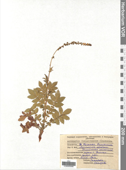 VOR 0005896