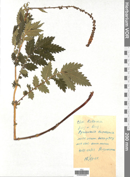 VOR 0005899