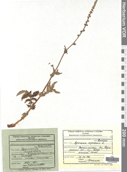 VOR 0005900