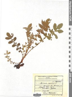 VOR 0005904