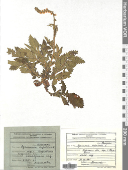 VOR 0005905