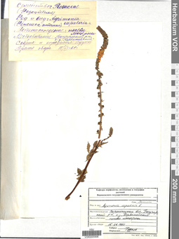 VOR 0005906