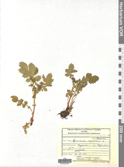 VOR 0005907