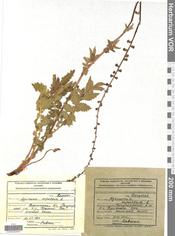 VOR 0005908