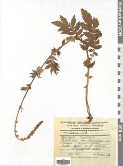 VOR 0005909
