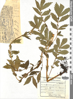 VOR 0005911