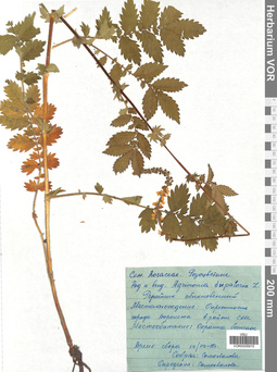 VOR 0005915