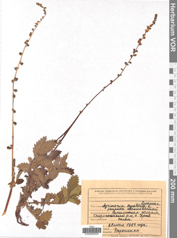 VOR 0005939