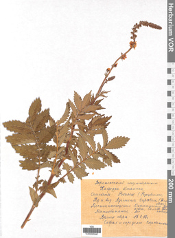 VOR 0005941