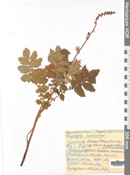 VOR 0005942