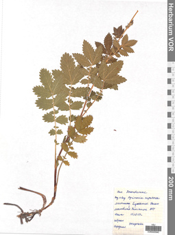 VOR 0005945