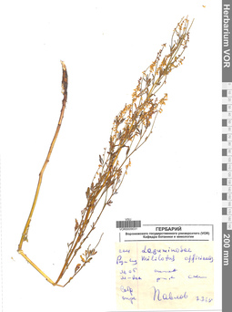 VOR 0009031