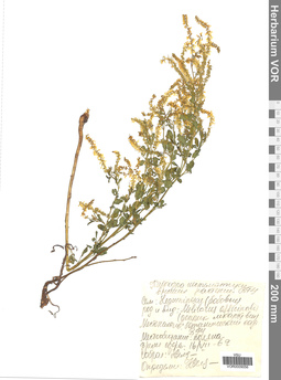VOR 0009056