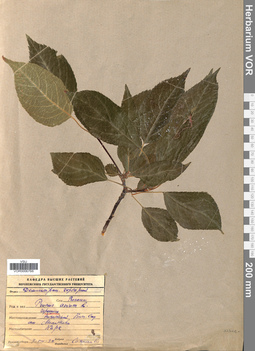VOR 0006766