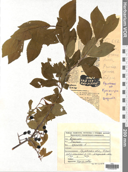 VOR 0006767