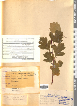 VOR 0004917