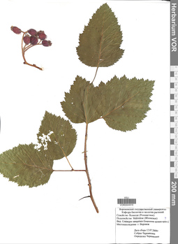 VOR 0004918