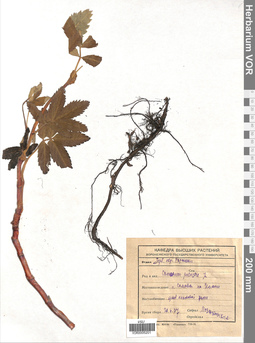 VOR 0005201