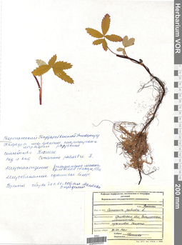 VOR 0005203
