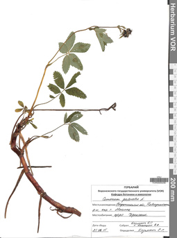 VOR 0005206