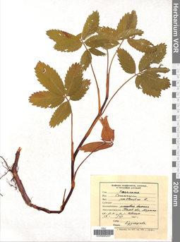 VOR 0005207