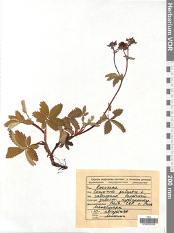 VOR 0005208