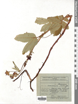 VOR 0005209