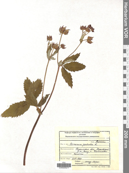 VOR 0005217