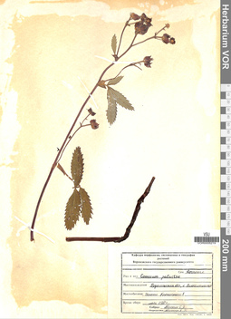 VOR 0005219