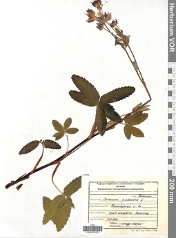VOR 0005223