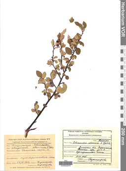 VOR 0004679