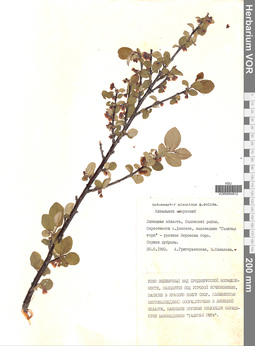 VOR 0004812