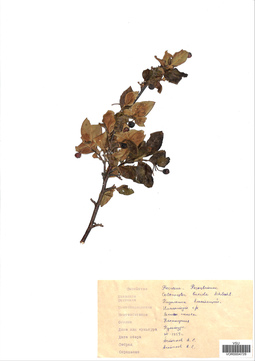 VOR 0004728
