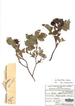 VOR 0006025