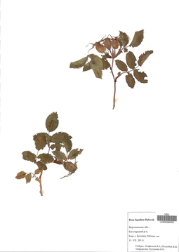 VOR 0006026