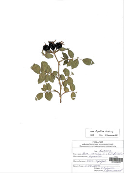 VOR 0006030