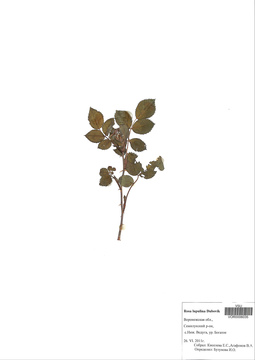 VOR 0006035