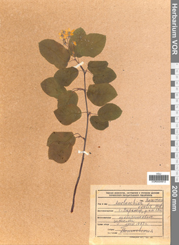 VOR 0004813