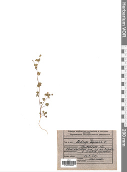 VOR 0008945