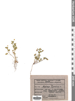 VOR 0008946
