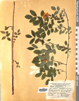 VOR 0006358